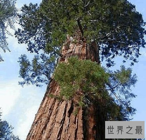 世界上生长最快的树,长到100米只需要几个月
