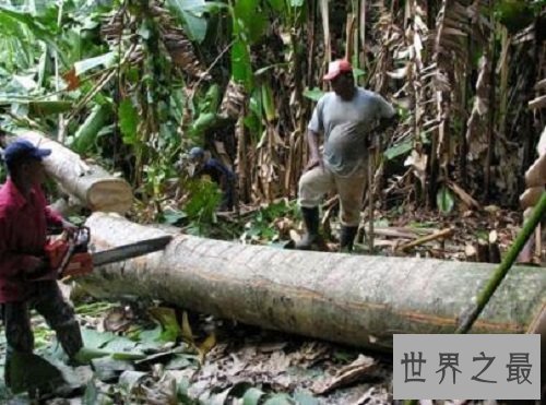 世界上生长最快的树,长到100米只需要几个月