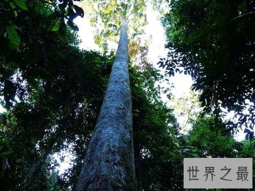 世界上生长最快的树,长到100米只需要几个月
