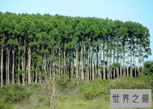 世界上生长最快的树,长到100米只需要几个月