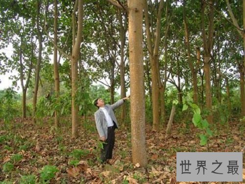 世界上生长最快的树,长到100米只需要几个月