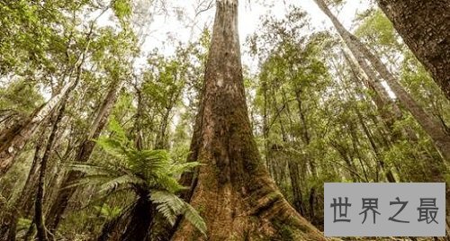 世界上生长最快的树,长到100米只需要几个月