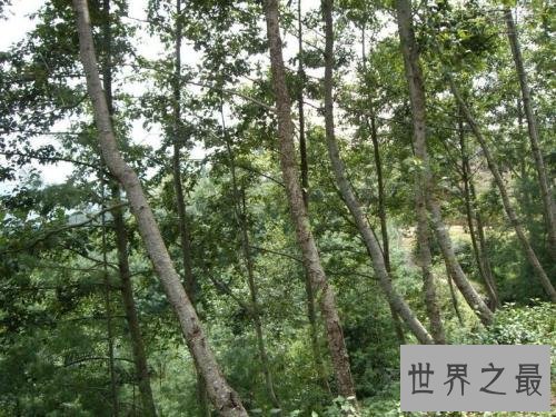 世界上生长最快的树,一年就可以长到6米高