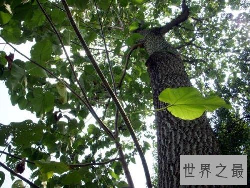 世界上生长最快的树,一年就可以长到6米高