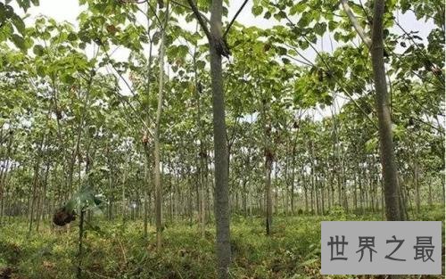 世界上生长最快的树,一年就可以长到6米高