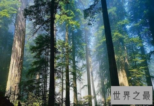 世界上生长最快的树,一年就可以长到6米高