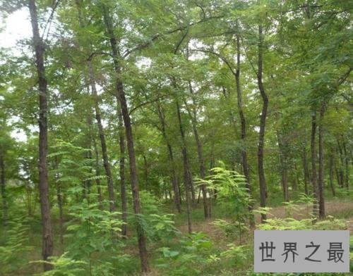 世界上生长最快的树,一年就可以长到6米高
