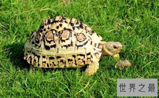 世界上爬行最快的乌龟,速度达0.28米/秒,堪称龟界博尔特