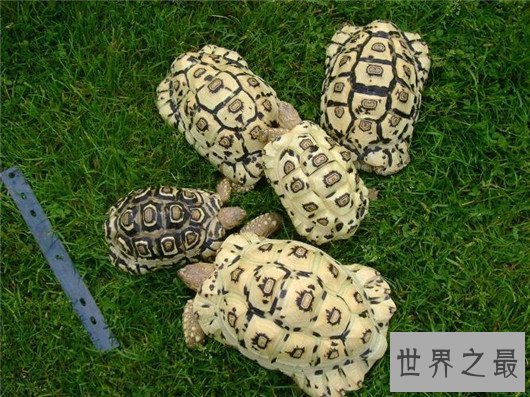世界上爬行最快的乌龟,速度达0.28米/秒,堪称龟界博尔特