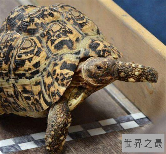 世界上爬行最快的乌龟,速度达0.28米/秒,堪称龟界博尔特