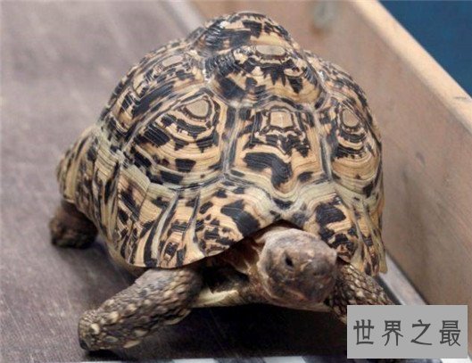 世界上爬行最快的乌龟,速度达0.28米/秒,堪称龟界博尔特