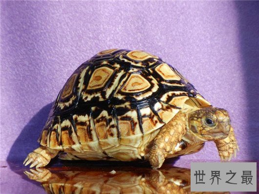 世界上爬行最快的乌龟,速度达0.28米/秒,堪称龟界博尔特