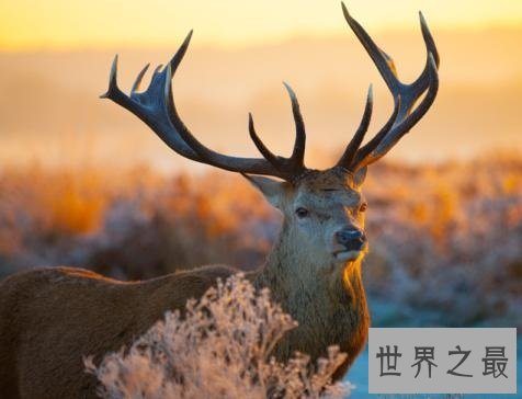 陆地上速度最快的十种动物,只有跑车能赶得上了!