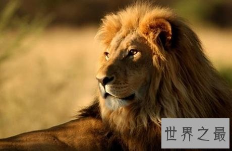 陆地上速度最快的十种动物,只有跑车能赶得上了!