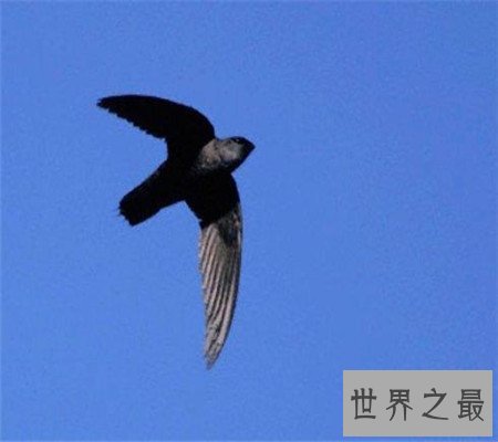 世界上飞的最快的鸟 最快速度竟和高铁有的一拼