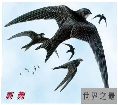 世界上飞的最快的鸟 最快速度竟和高铁有的一拼