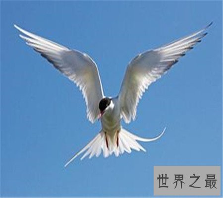 世界上飞的最快的鸟 最快速度竟和高铁有的一拼