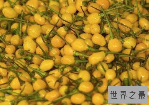 世界上最贵的辣椒,要价25000美刀一公斤