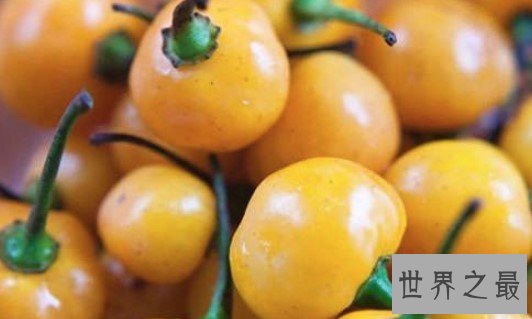世界上最贵的辣椒,要价25000美刀一公斤