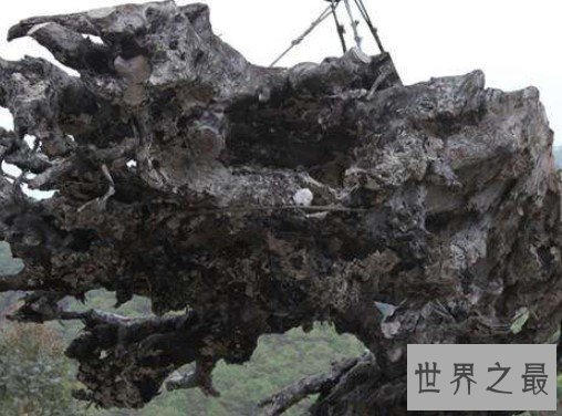 世界上最贵的木材,有着东方神木和植物木乃伊之称