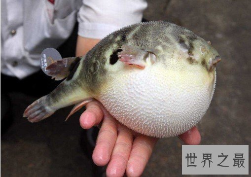 河豚毒素,是世界上最昂贵的毒素