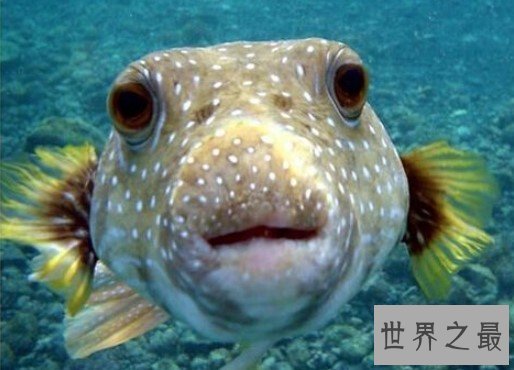 河豚毒素,是世界上最昂贵的毒素