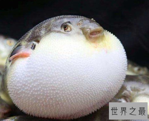 河豚毒素,是世界上最昂贵的毒素
