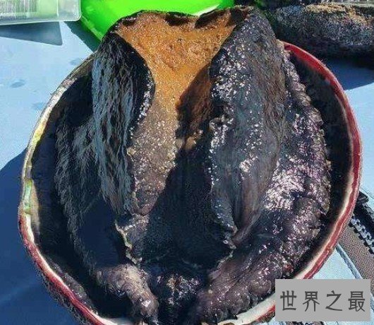 世界上最贵的鲍鱼,单价为1.28万一只