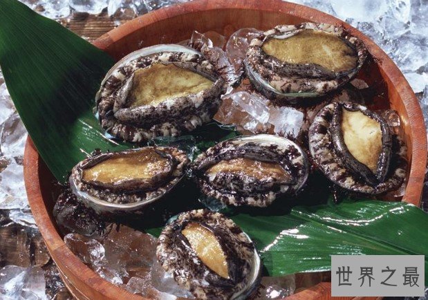 世界上最贵的鲍鱼,单价为1.28万一只