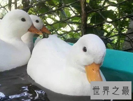 世界上最贵的宠物鸭子,一枚蛋就要500元
