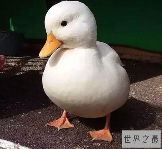 世界上最贵的宠物鸭子,一枚蛋就要500元