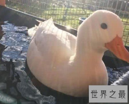 世界上最贵的宠物鸭子,一枚蛋就要500元