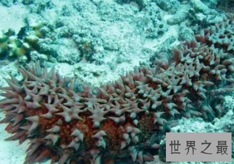 世界上最珍贵的海参,海参之王梅花参