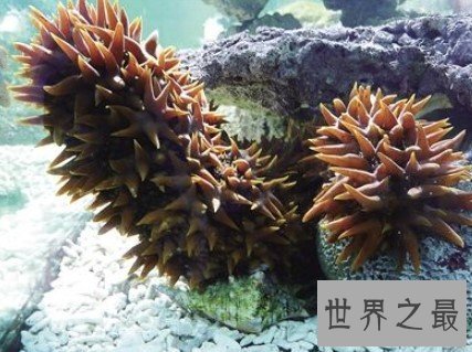 世界上最珍贵的海参,海参之王梅花参
