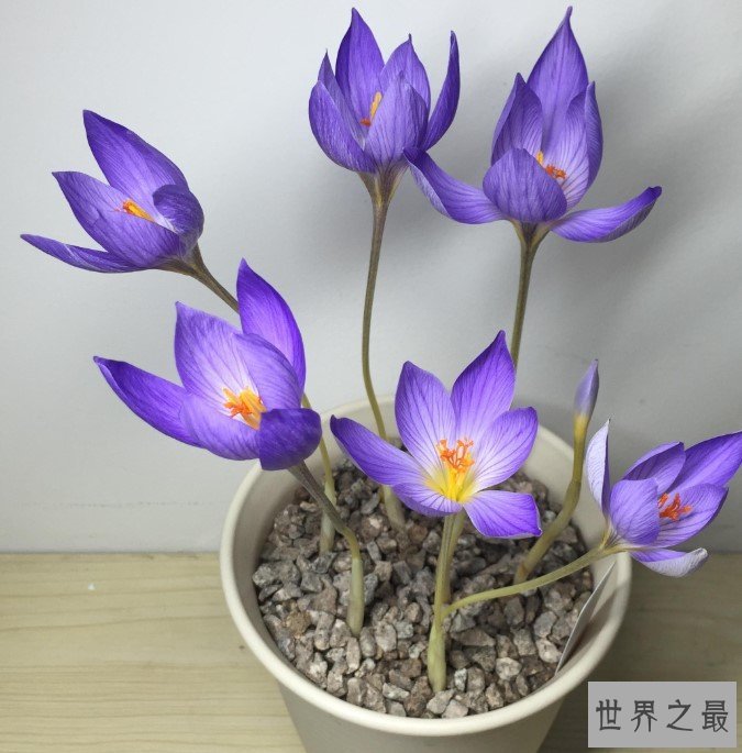 世界上最贵的调料品,五星级酒店都用不起的番红花