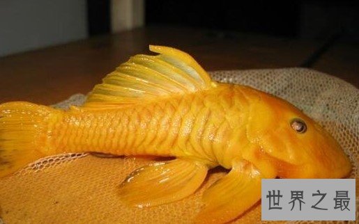 世界身价最贵的异型鱼,用24k黄金来形容它都不为过