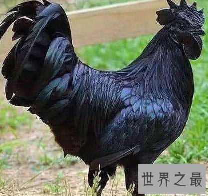 世界上最贵的鸡,重金难买!