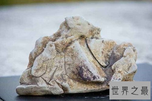 世界上最贵的粪便,可别轻易小看捡粪工呢!