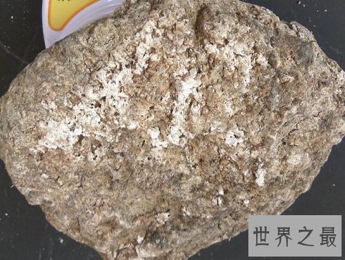 世界上最贵的粪便,可别轻易小看捡粪工呢!