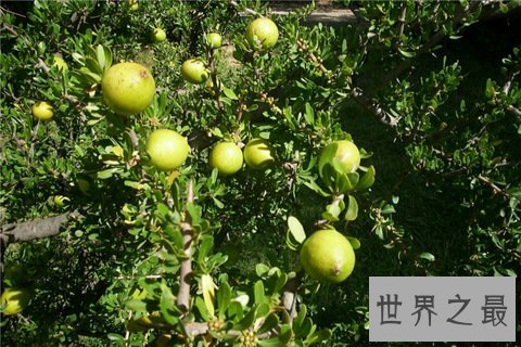 世界上最贵的油,抗衰老作用极其明显。