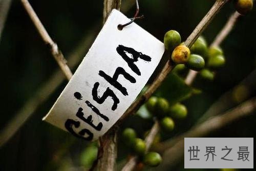 世界上最贵的咖啡,2700多元人民币一千克!