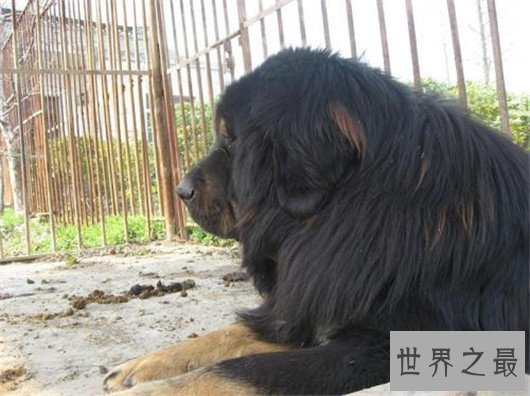 最贵藏獒,霸王叫价5000万(当之无愧)