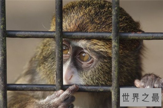 全球最贵的十种宠物,绿猴售价高达1600万美元
