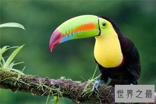 全球最贵的十种宠物,绿猴售价高达1600万美元