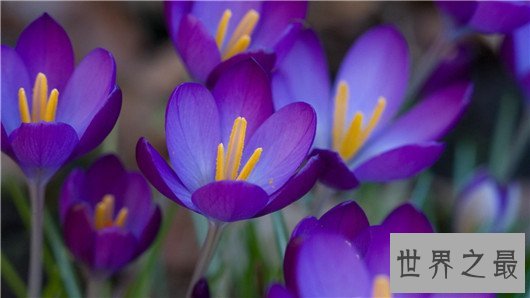 世界上最贵的10种鲜花,斯里兰卡仙人掌花有市无价