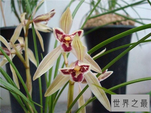 世界上最贵的10种鲜花,斯里兰卡仙人掌花有市无价