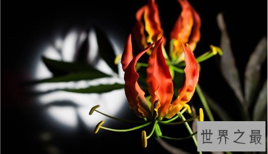 世界上最贵的10种鲜花,斯里兰卡仙人掌花有市无价