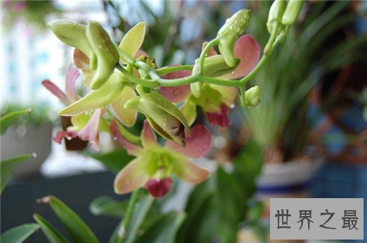 世界上最贵的10种鲜花,斯里兰卡仙人掌花有市无价
