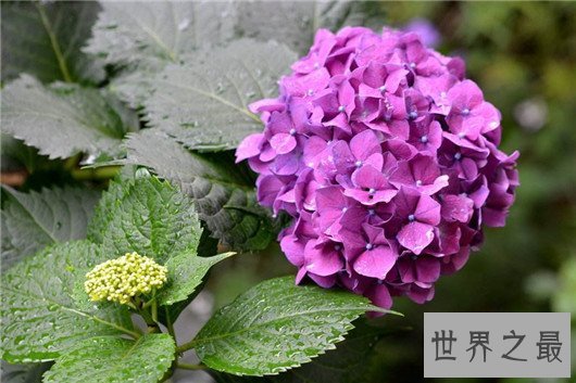 世界上最贵的10种鲜花,斯里兰卡仙人掌花有市无价
