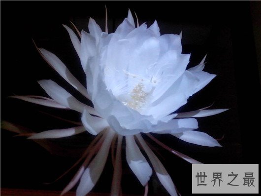 世界上最贵的10种鲜花,斯里兰卡仙人掌花有市无价